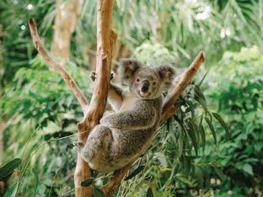 Apartment Peaceful Close To Shops, Motorway, National Forest & Koalas! Tanah Merah